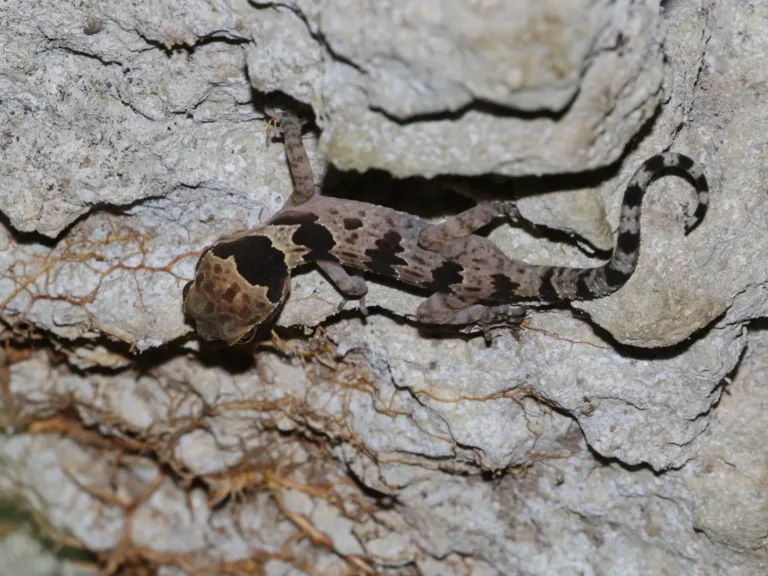 ตุ๊กแกป่า Cyrtodactylus papilionoides บันทึกภาพในบริเวณใกล้อุทยานฯ