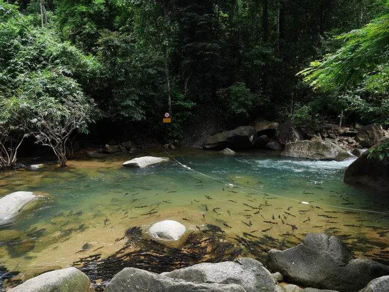 ลำธารใสในอุทยานแห่งชาติน้ำตกพลิ้ว