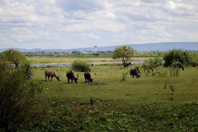 ควายกับวิถีชาวบ้านรอบหนองหาร (ปี 2569)
