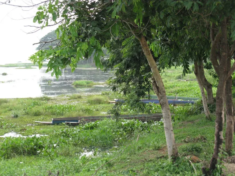 ชายฝั่งหนองหารที่บ้านท่าแร่ (ปี 2554)
