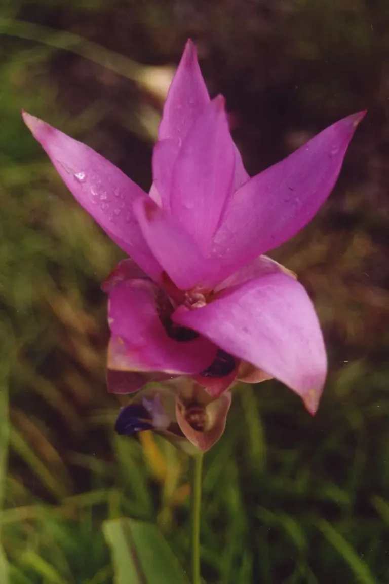 ดอกกระเจียว (Curcuma alismatifolia) สีชมพูม่วง