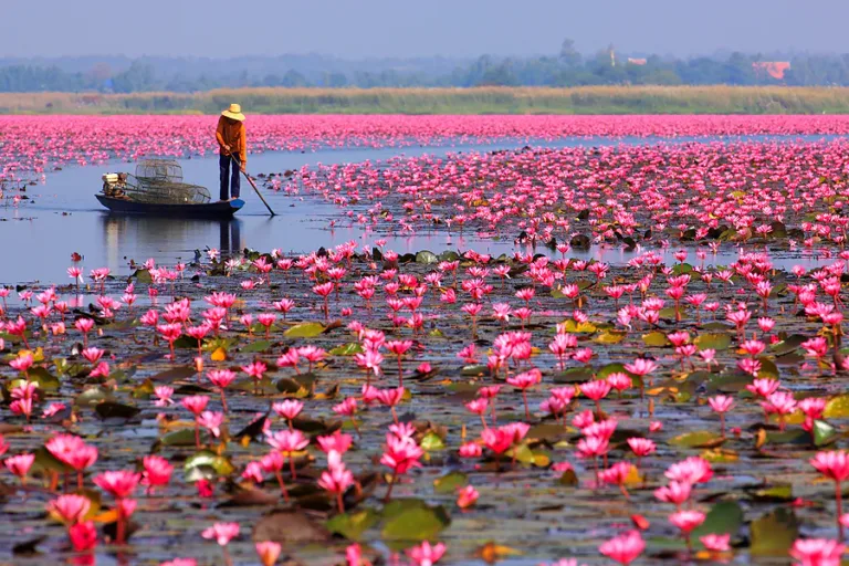 ทุ่งบัวสายสีชมพูแดง