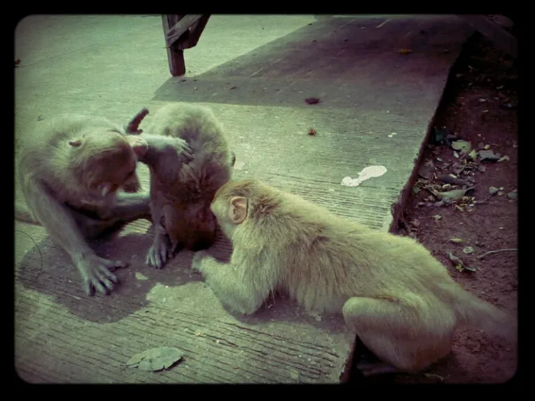 สวนลิงกุมภวาปี จุดแวะใกล้หนองหาน