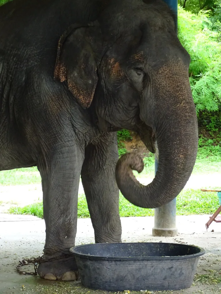 ช้างในศูนย์
