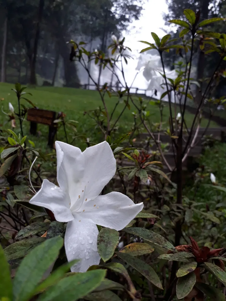 ดอกไม้ป่า (ปี 2560)